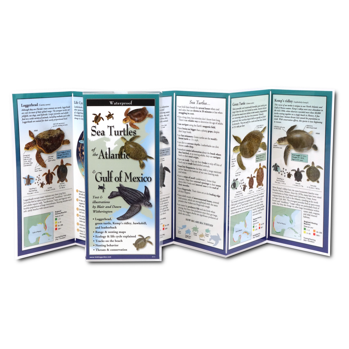 Earth Sky & Water Pamphlets, Sea Shells & Sea Turtles